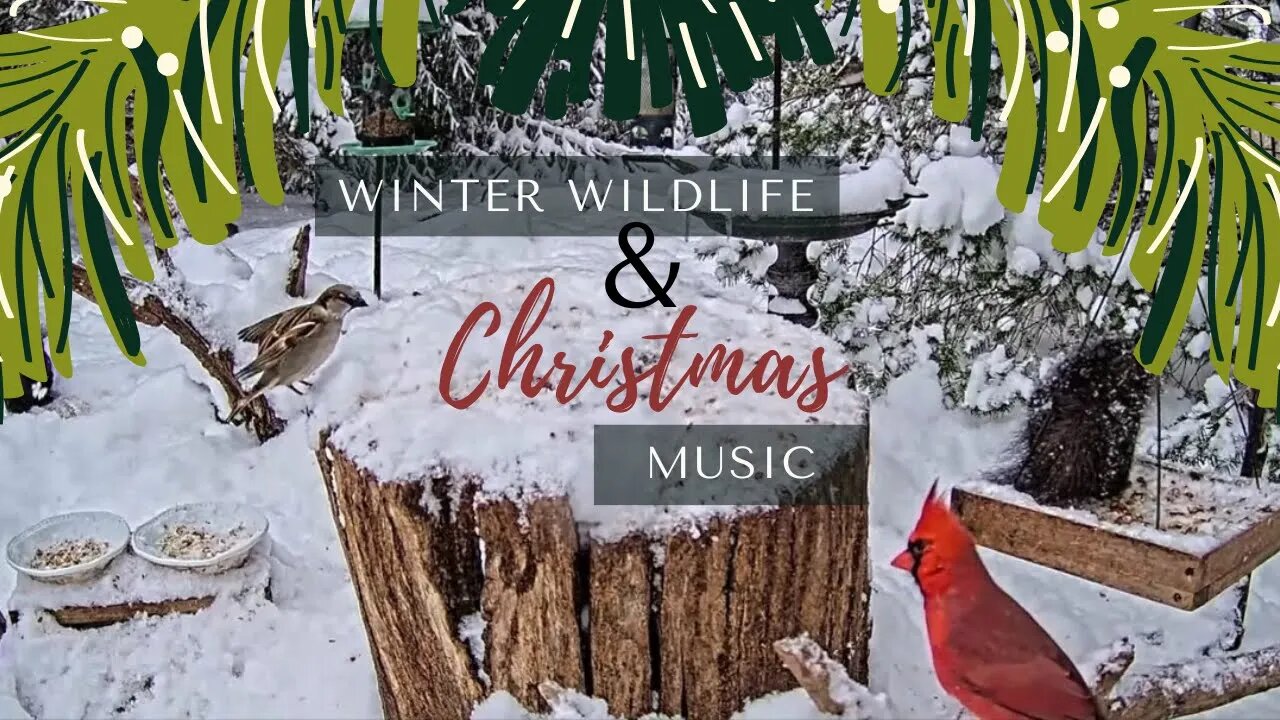 Squirrels and Birds in Falling Winter Snow with Holiday Music