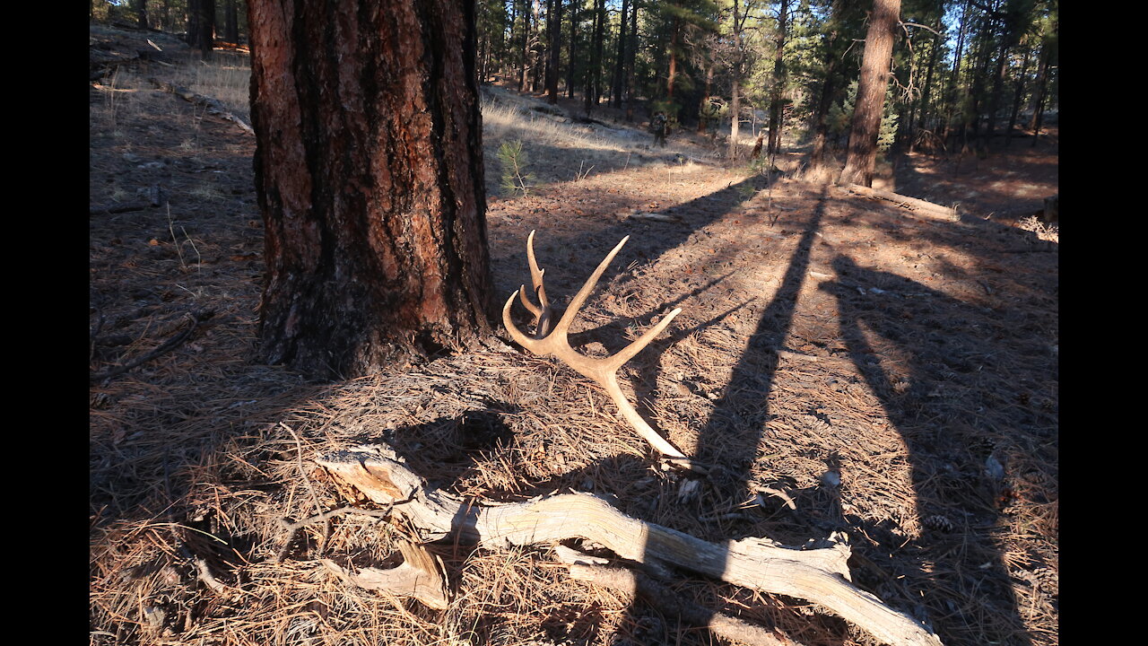 Shed hunting!