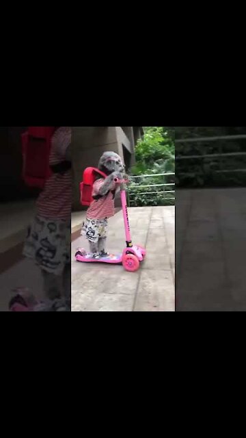 🤣 Funny Dog Videos 2021 | Try Not To LAUGH!!! 🤣