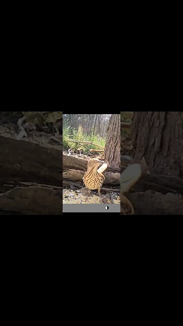 2 Brown thrashes 🐦 showing 👀 off for you #cute #funny #animal #nature #wildlife #trailcam #farm