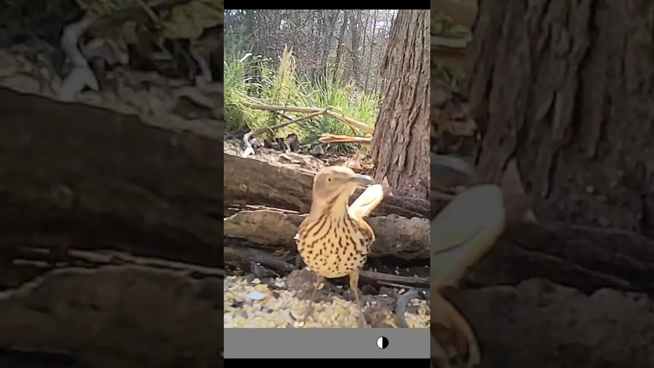 2 Brown thrashes 🐦 showing 👀 off for you #cute #funny #animal #nature #wildlife #trailcam #farm