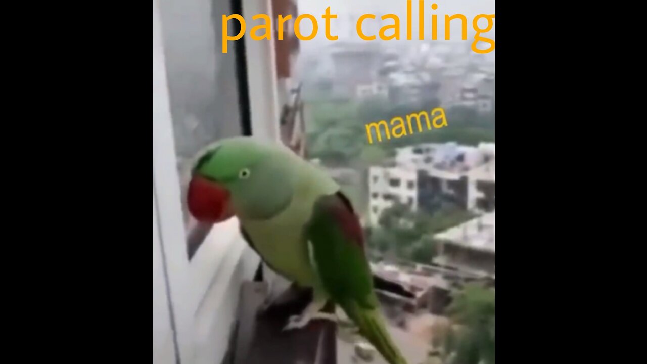 Parot is calling mama