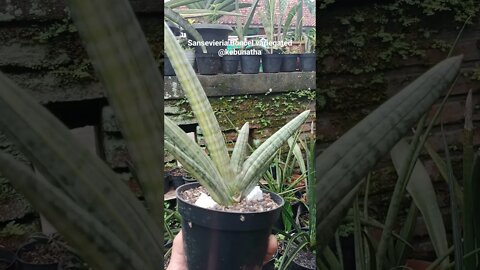 snake plant/sansevieria