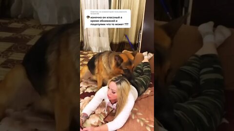 #shorts Смешные Собаки Из Тик Тока 72 Funny Dogs From Tiktok