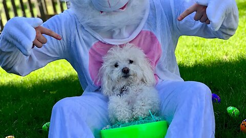 My Dog Goes on Easter Egg Hunt!