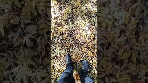 Walking on Autumn's Fallen Leaves #shorts #ASMR #AutumnWalk