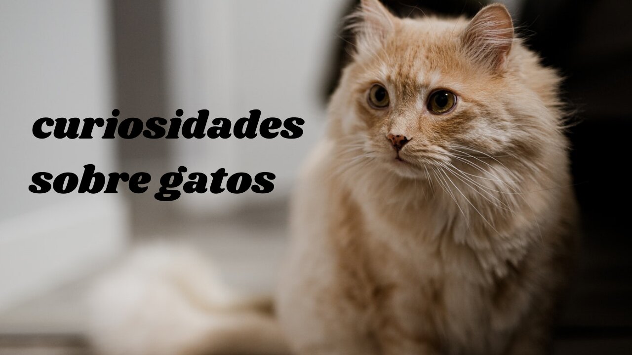 curiosities about cats