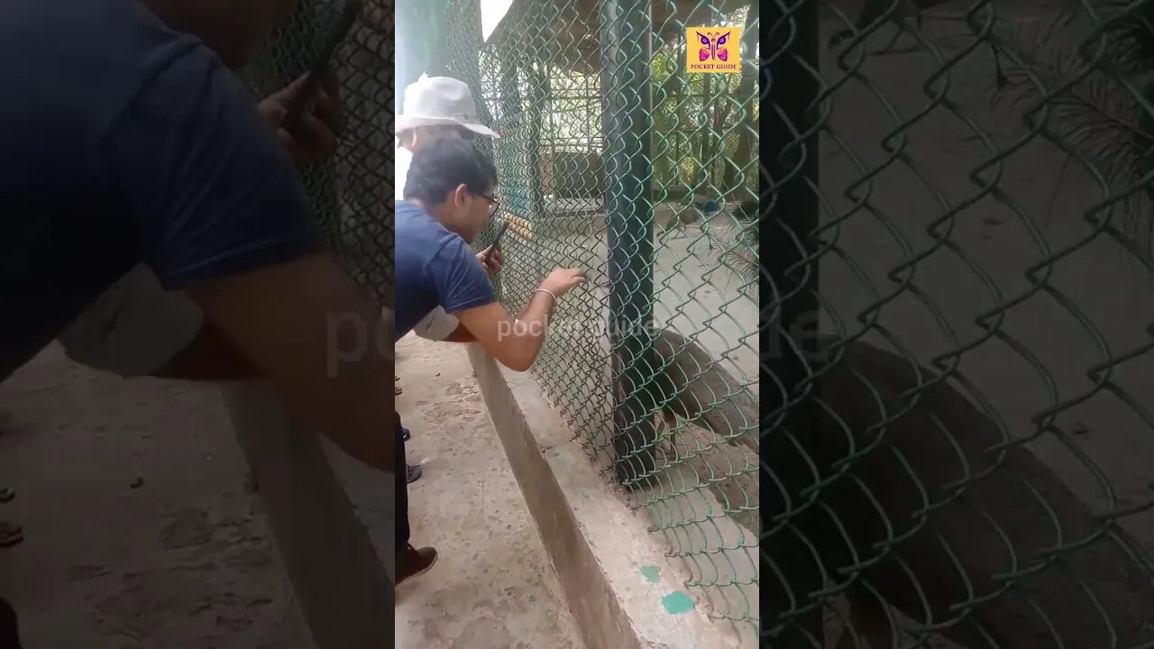 manda zoo jammu 🌲🦃//#tss #viral #zoo #jammu #mandazoo
