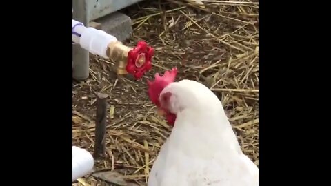 Eggsistential Crisis 🐔