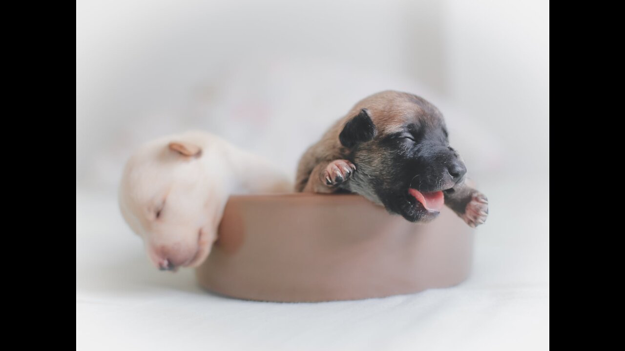 đź’—Cute and Adorable Dogs videos compilationđź’— Cutest puppies.