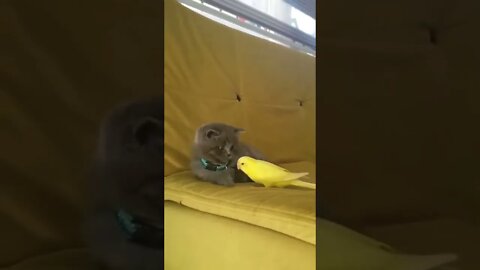 Cat does not want to play with playful bird #cat #funny #cute #animals