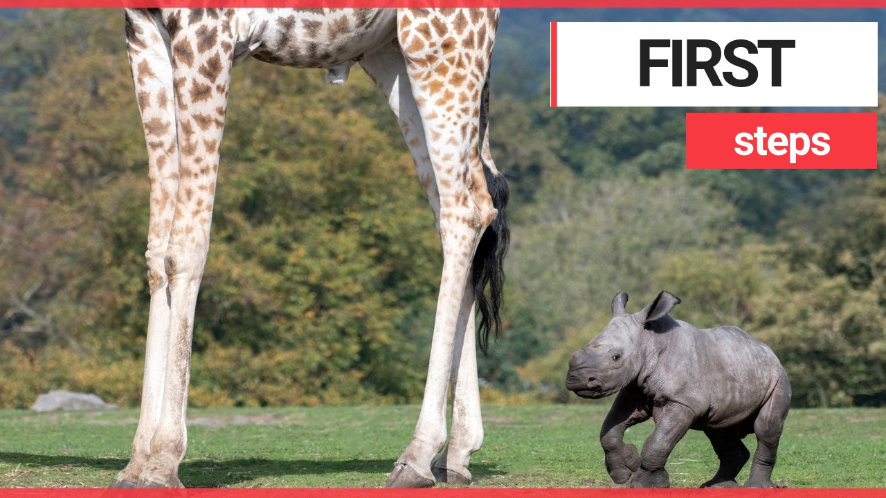 Adorable baby rhino takes first steps