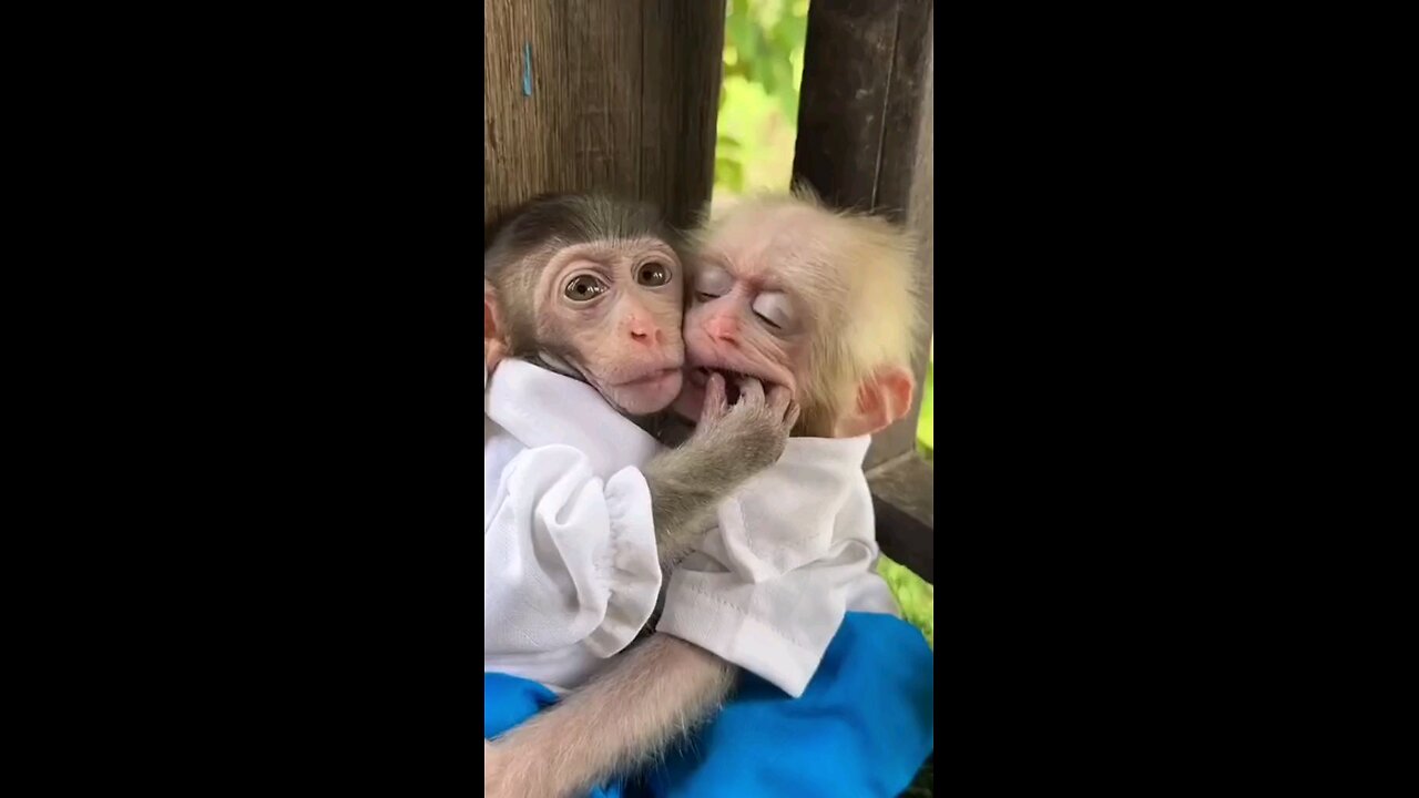 Cute monkeys