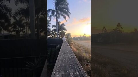 When it's good, then it's good! Satisfied parrot 🦜