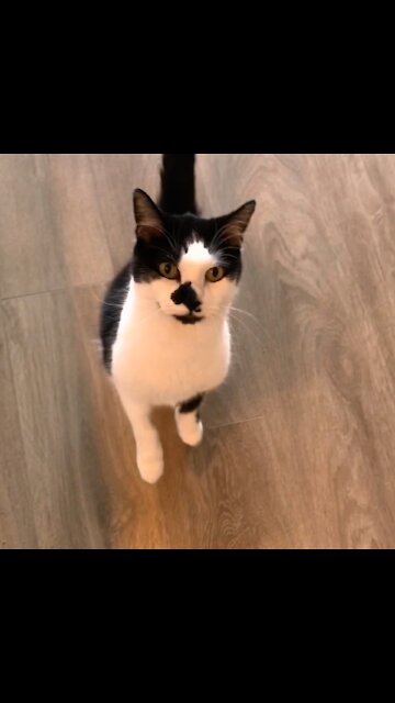 Coming Home To My Cat