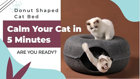 How to Calm Your Cat in 5 Minutes with the Donut Shaped Cat Bed for Instant Relaxation!