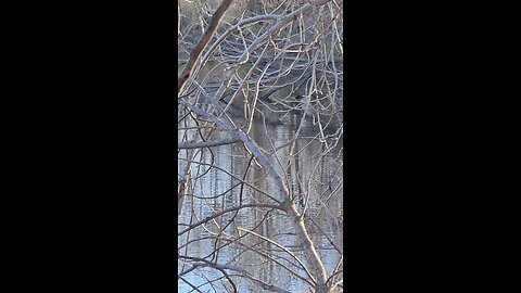 Watching a beaver while hunting