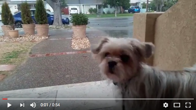 Puppy saw hail for the first time, reaction! 子犬が初めてひょうと遭遇!