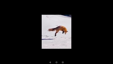 Renard. Et la chasse