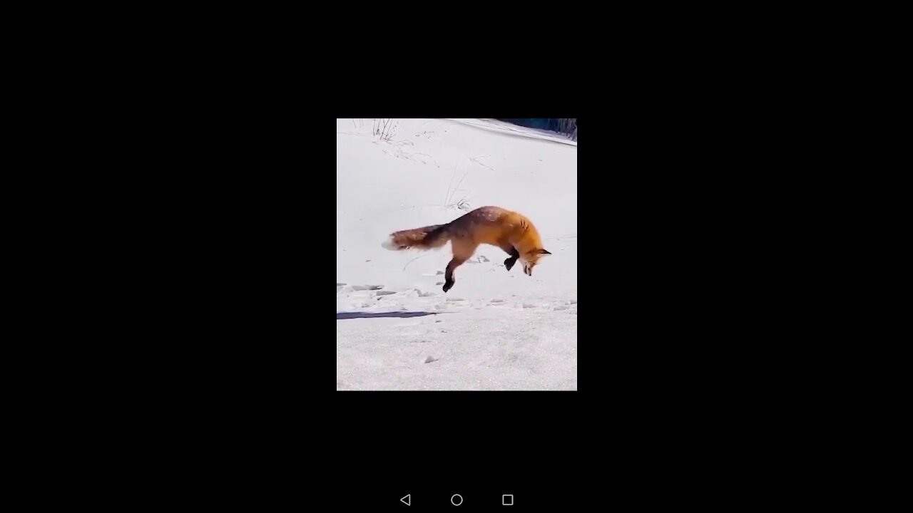 Renard. Et la chasse