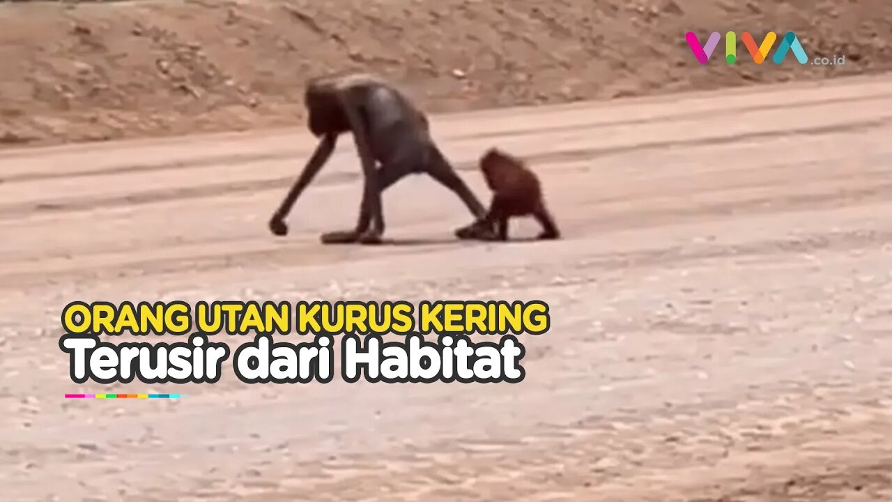 MIRIS! Orang Utan Kelaparan Buntut Proyek Kutai Timur?