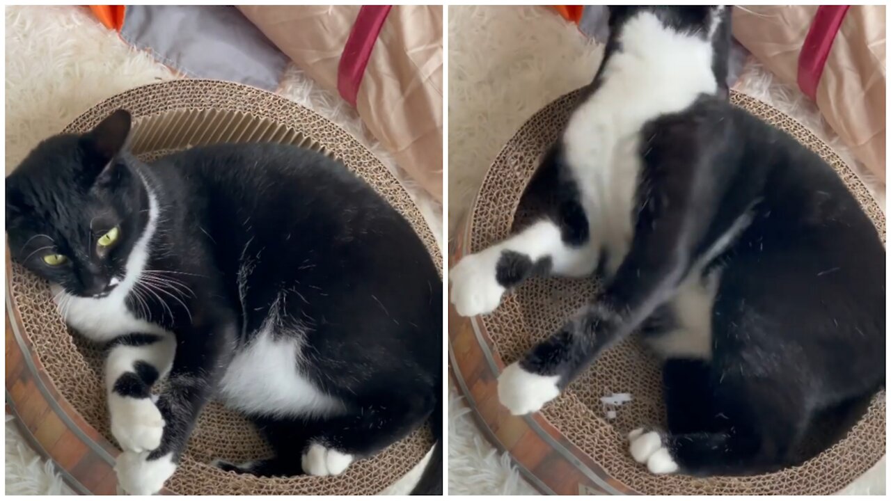 Funny cat behavior when you wake up