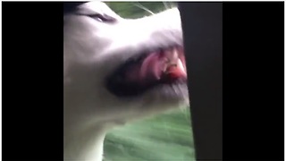 Husky humorously sticks head out of car window