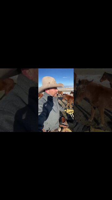 Facts About Mules! 63 Chromosomes?