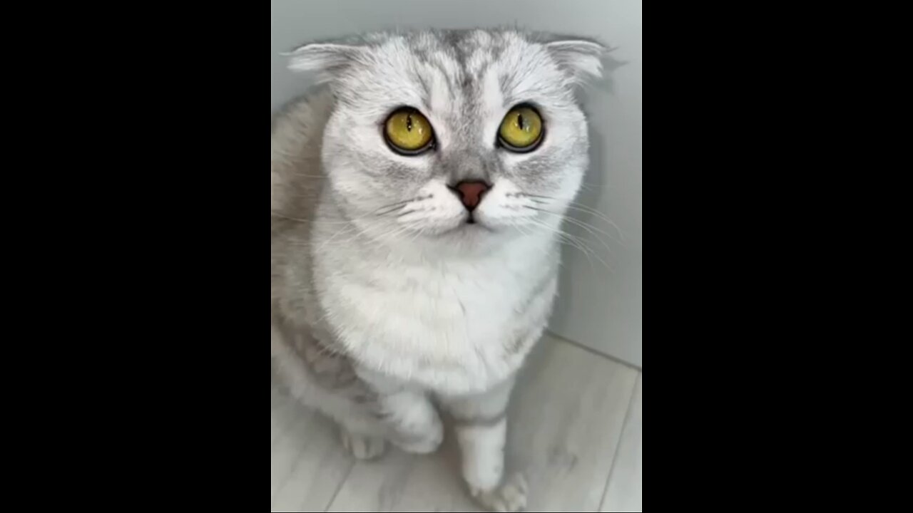 Cat video