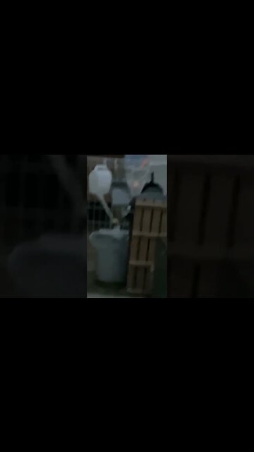 goat #shorts #foryou #foryoupage #viral #xyzbca #fyp #fypシ #japan