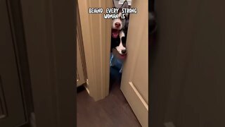 I can NEVER go to the bathroom alone…#husky #aussie #dog #puppy #pets #dogs #cute #shorts