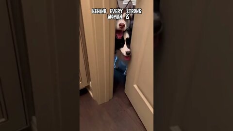 I can NEVER go to the bathroom alone…#husky #aussie #dog #puppy #pets #dogs #cute #shorts