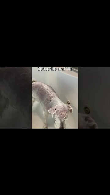 Ollie gets a bath #shorts