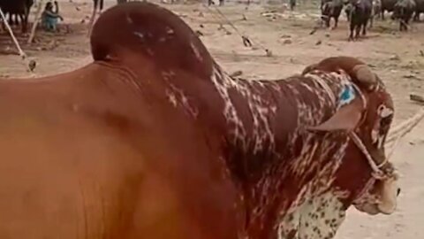 Heavy Bull purchased from cattle market