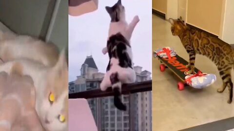 cat comedy video #Short2022 #Shortrumble