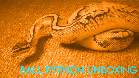 Unboxing Pied Ball Python Sub Adult Females