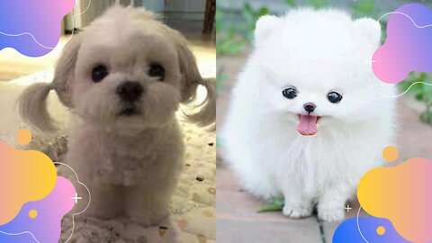 cute puppy cute, 🥰funny and smart dogs🐶