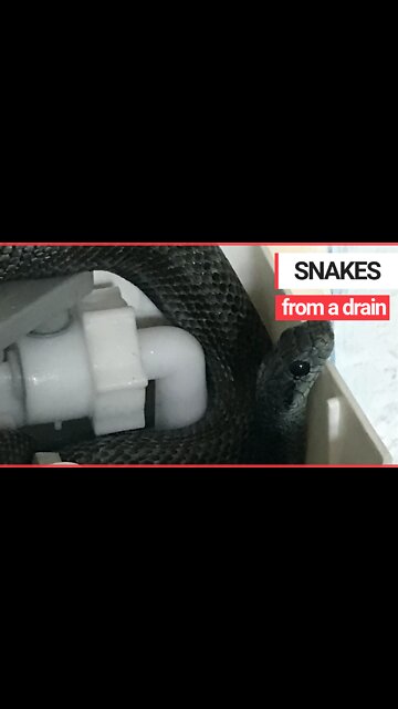 Shocked homeowners find 4ft snake in toilet cistern 'turned blue by cleaning products'