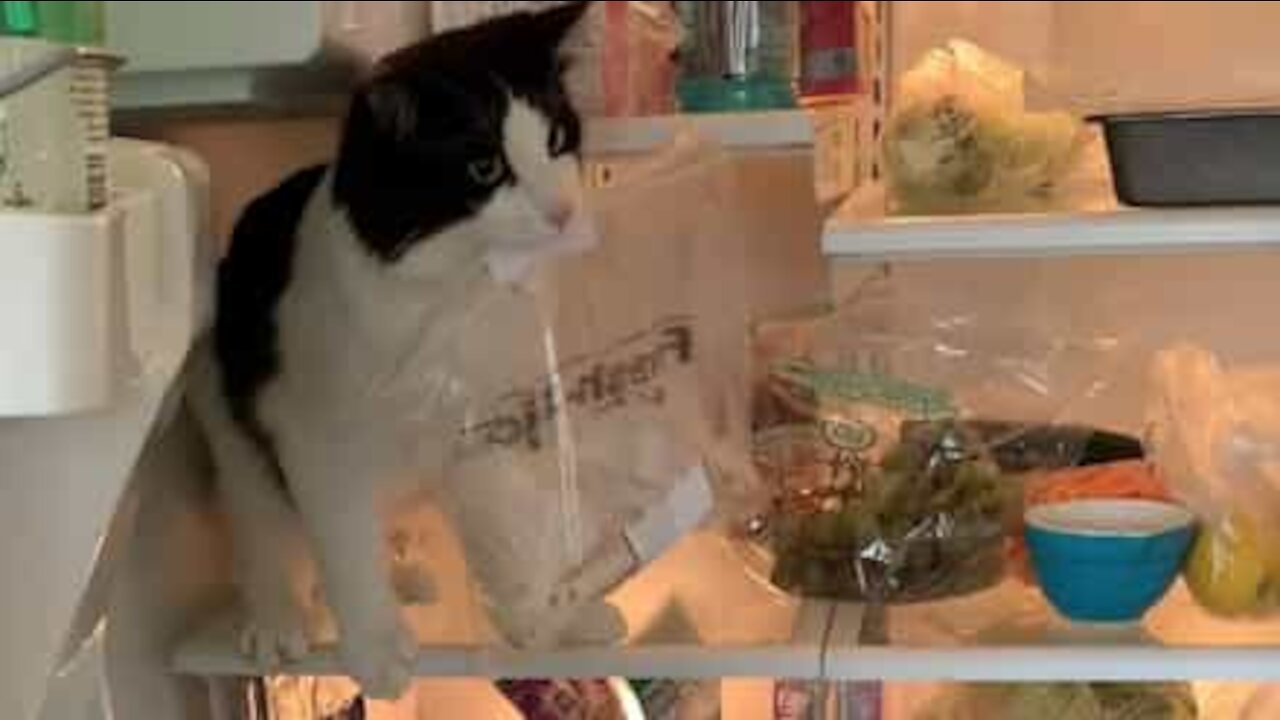 Cat steals owner's lunch from fridge