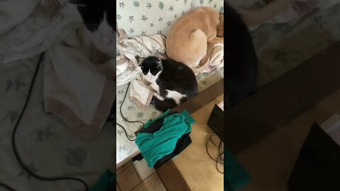 Shop cat Chronicles… Shop cat made a friend#Shorts #ShopCat