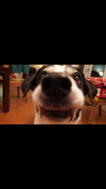 Sadie Dog…DON’T HIDE YOUR CAT OBSESSION!