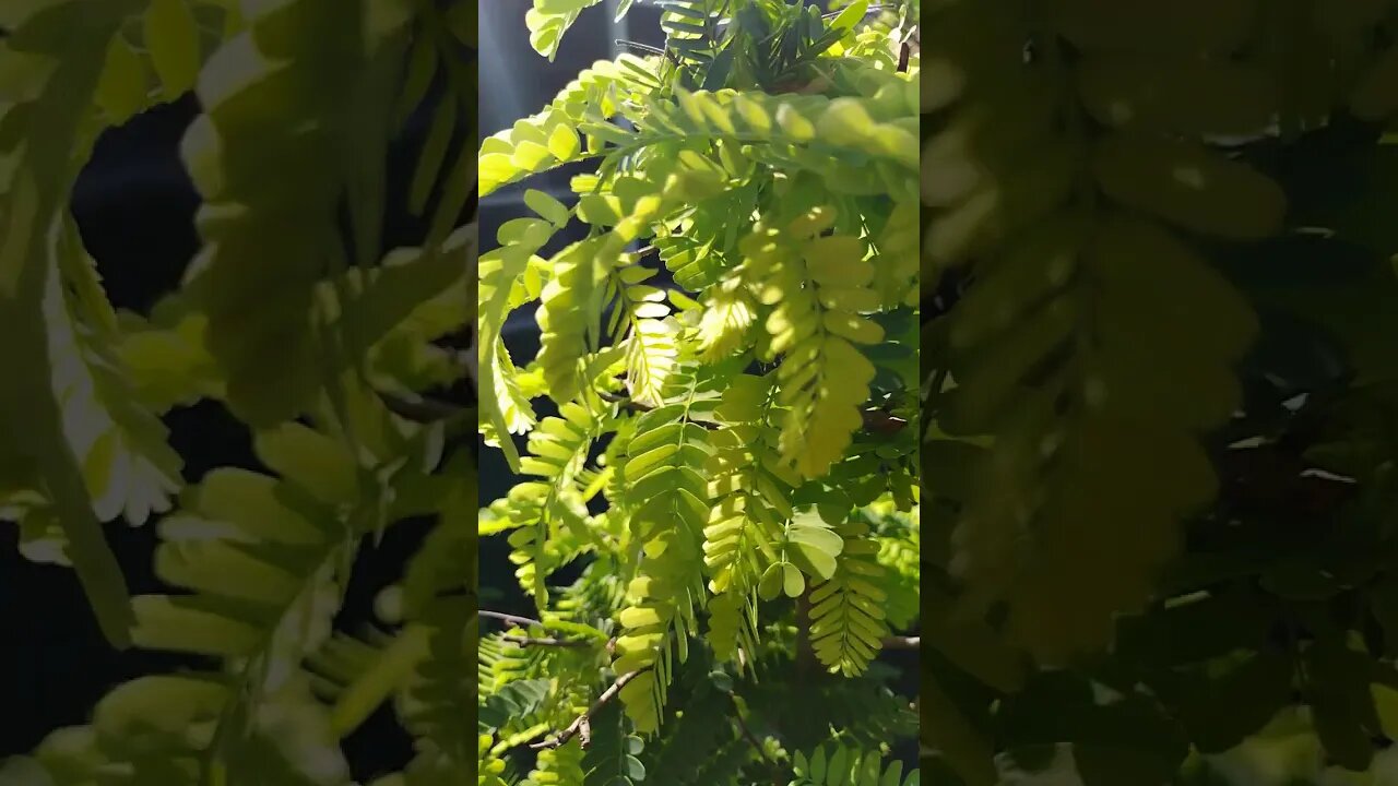 I love how beautiful the fresh bright open leaves of the tamarind trees look in the morning.