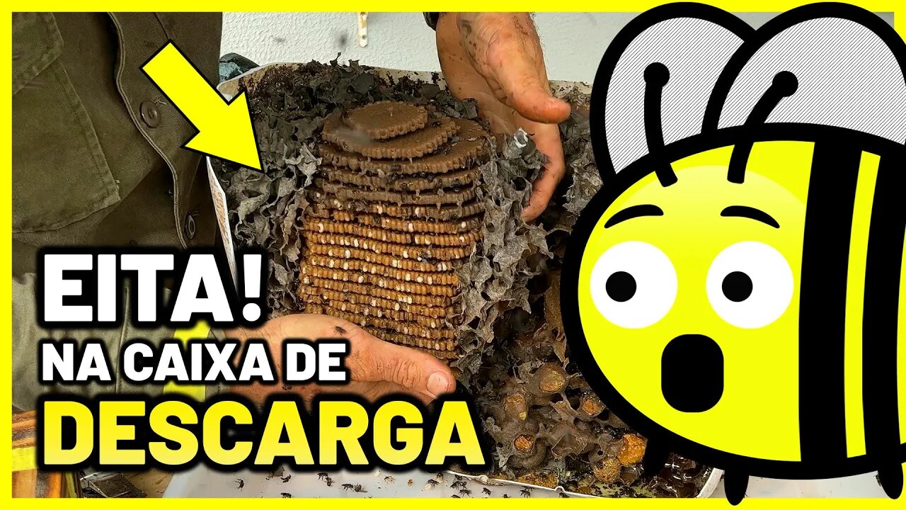 Já viu uma transferência de abelha Tubuna? 😲🐝