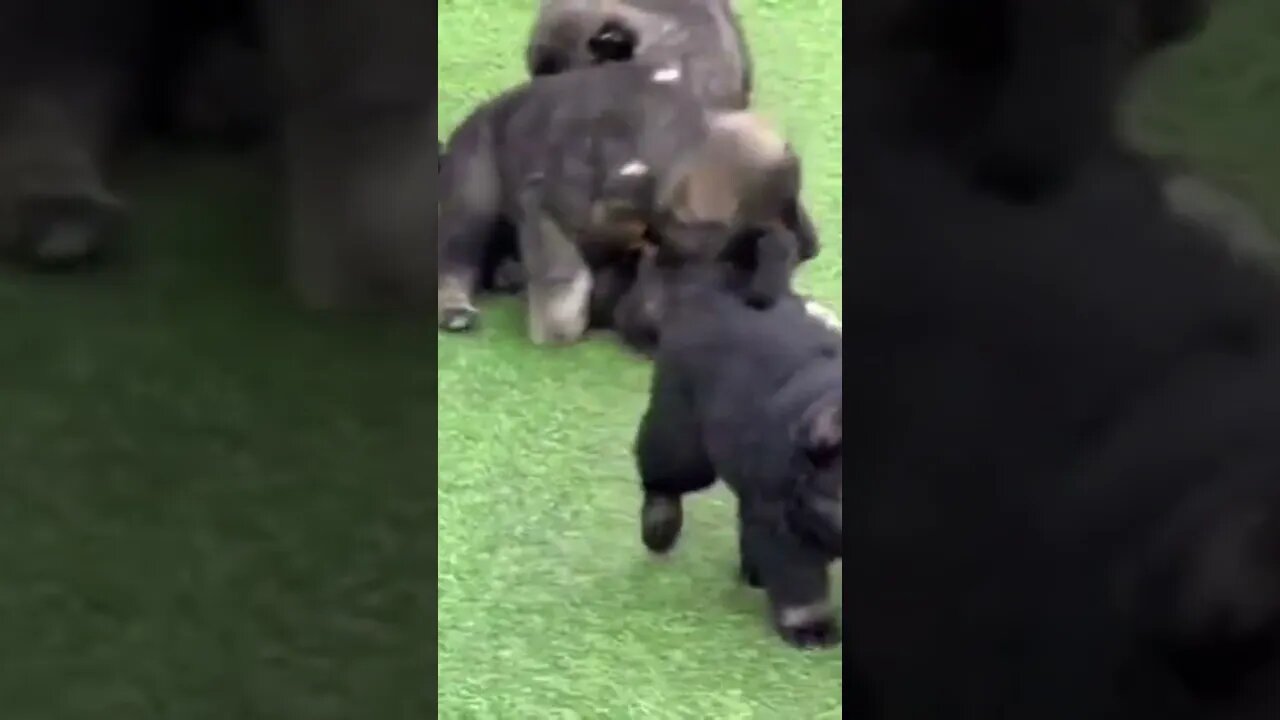 furry little lovelies #shorts