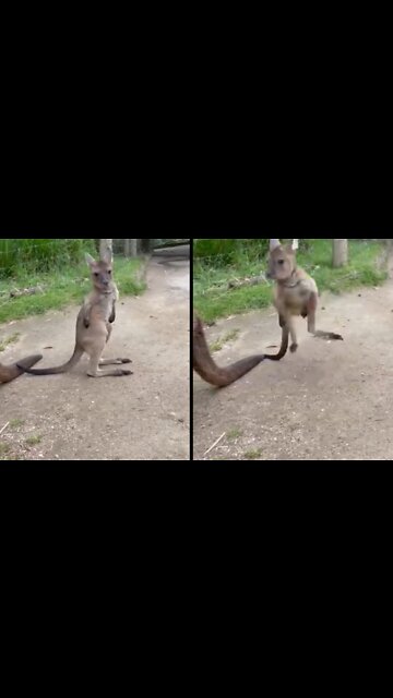 Kangaroo running from bike