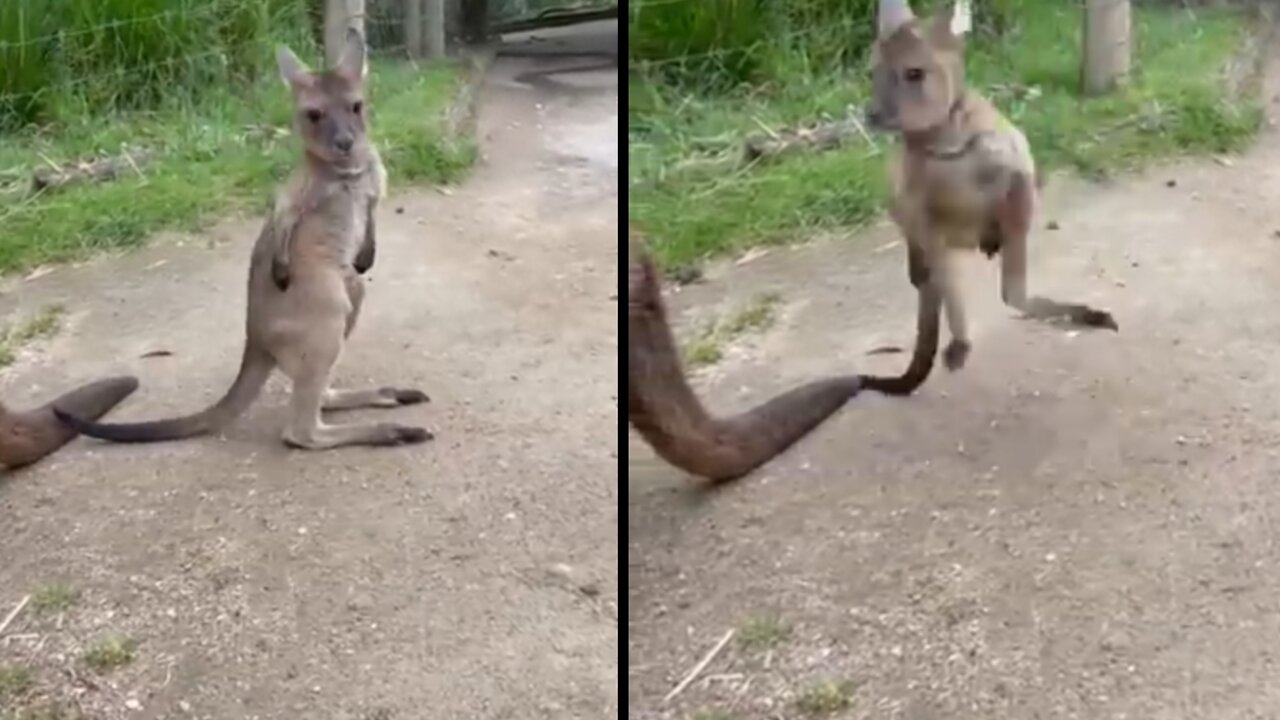 Kangaroo running from bike