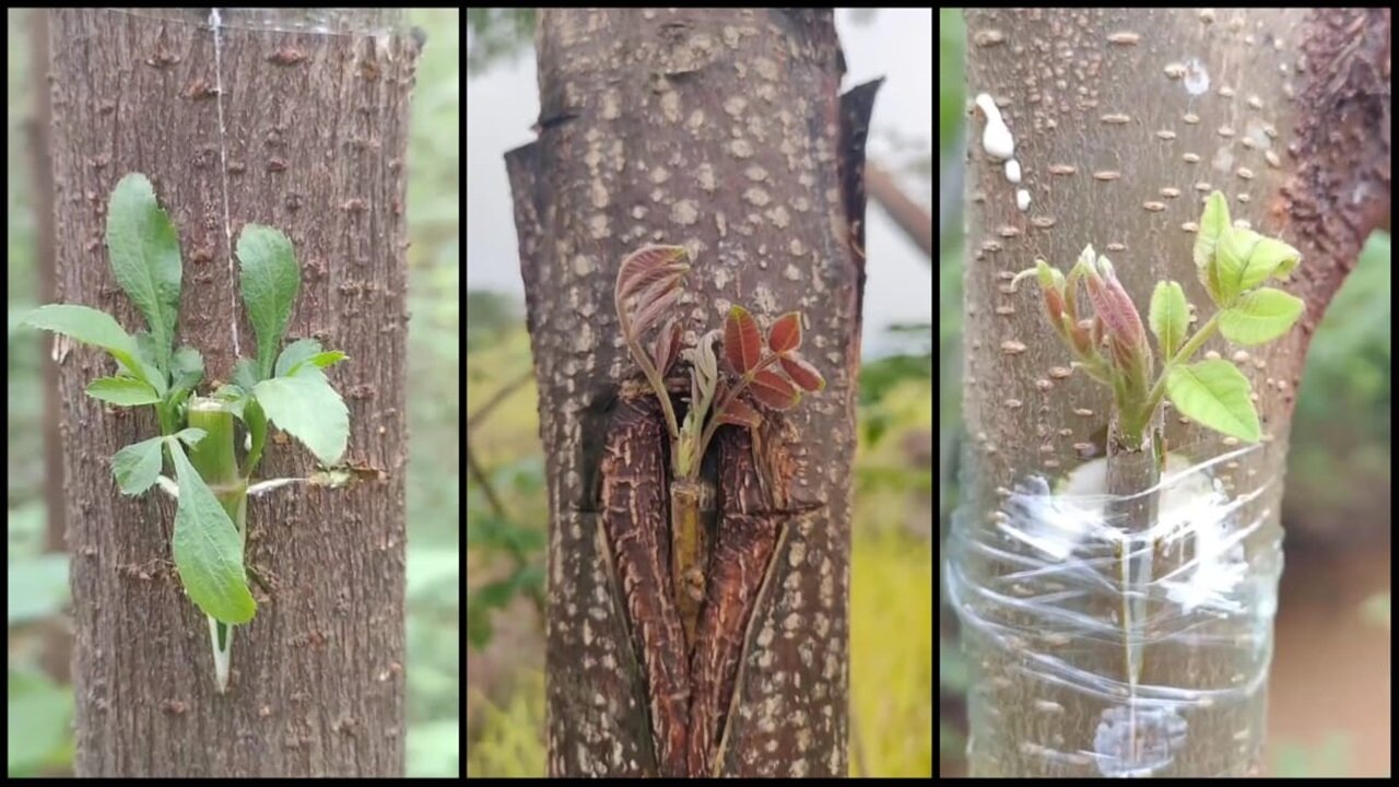 Amazing Grafting Methods to Grow Your Own Fruit Trees - Plants World