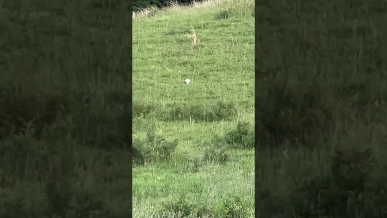 White skunk in pasture