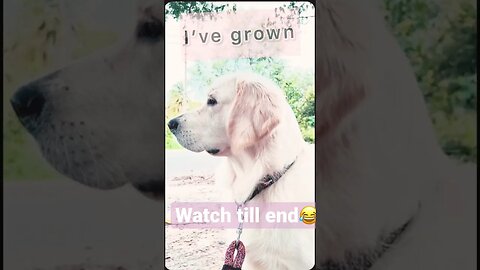 I’ve grown. (Watch till End for a twist) #goldenretriever #dog #shorts