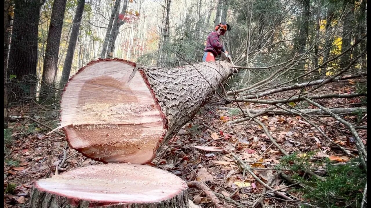 #37 Harvesting HEMLOCKS